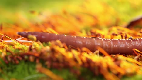 an earthworm is a terrestrial invertebrate that belongs to the class clitellata, order oligochaeta, phylum annelida. they exhibit a tube-within-a-tube body plan.