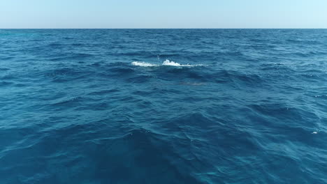 dolphins swimming in the ocean