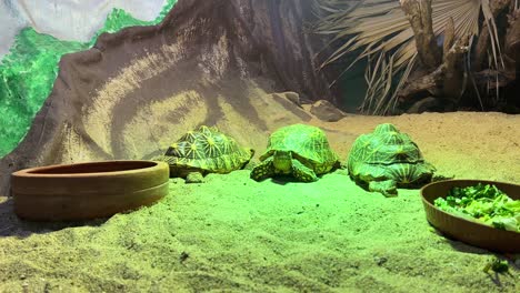 turtle at the zoo in lisbon, portugal