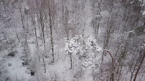 imágenes aéreas de bosque congelado, paisaje invernal escénico triste concepto de humor depresivo solitario
