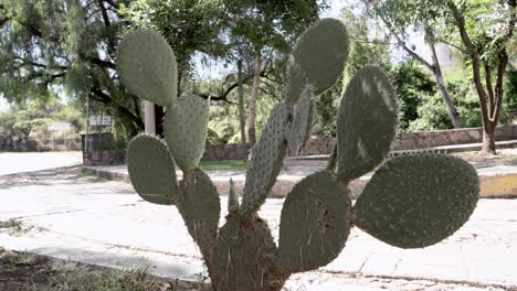 cactus en el jardín por la mañana