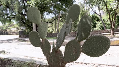 cactus in the garden in the morning