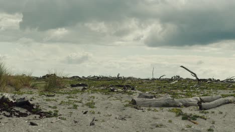 still shot of a beach of new zealand with driftwood and a cloudy sky