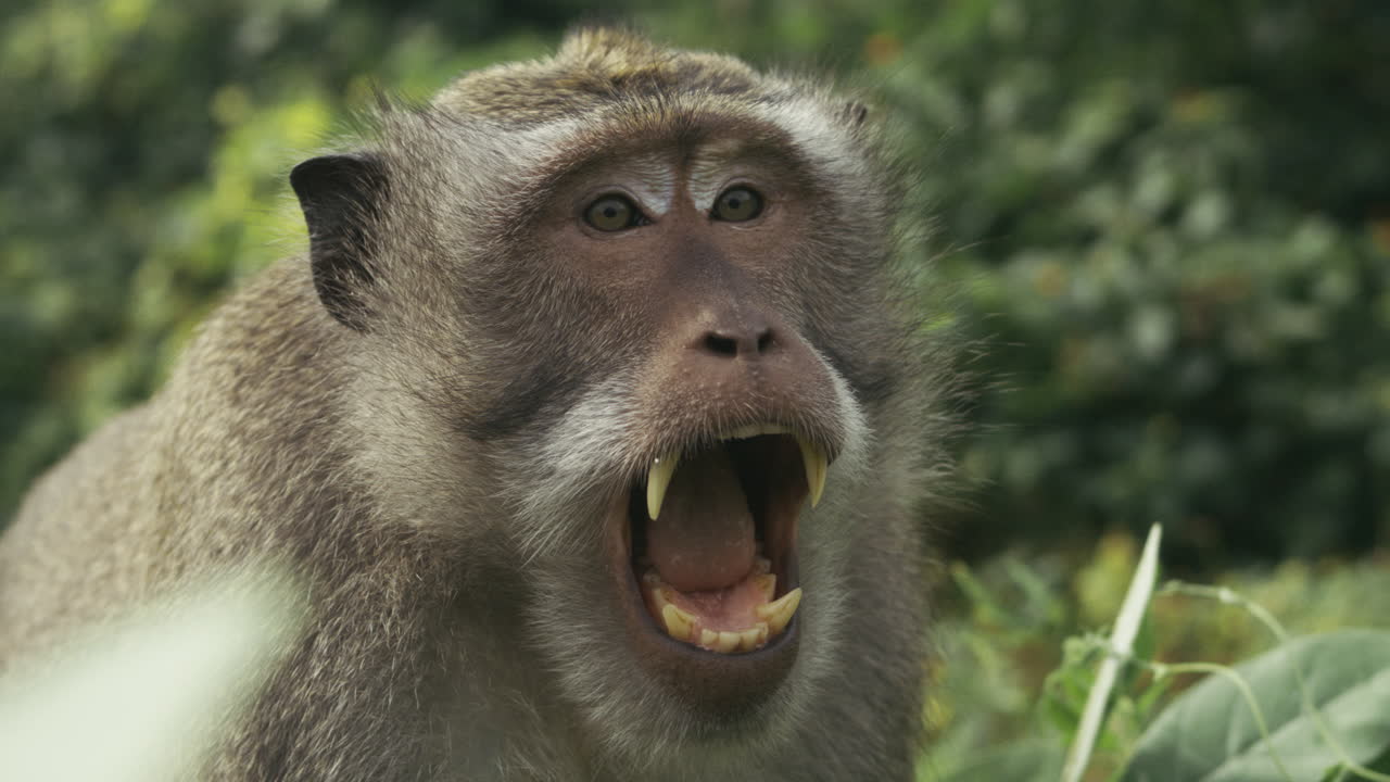 Monkey howling in jungle, slow motion close up, Indonesia