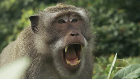 monkey howling in jungle, slow motion close up, indonesia
