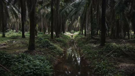 Narrow-trench-filled-with-brown-water-leading-through-a-thick,-endless-palm-tree-forest-in-Costa-Rica