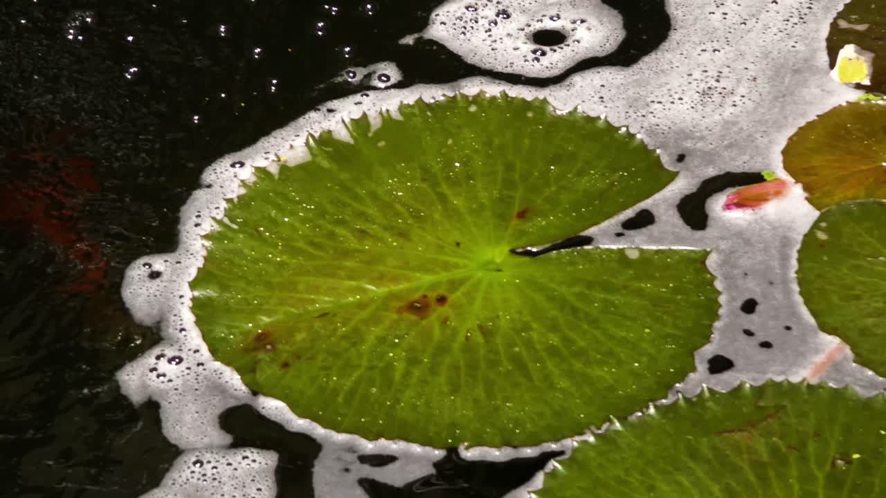 Lotus Leaves on Water