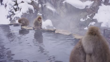 Aguas-Termales-Geotérmicas-En-Nagano,-Monos-De-Nieve-Se-Reúnen-En-Las-Piscinas