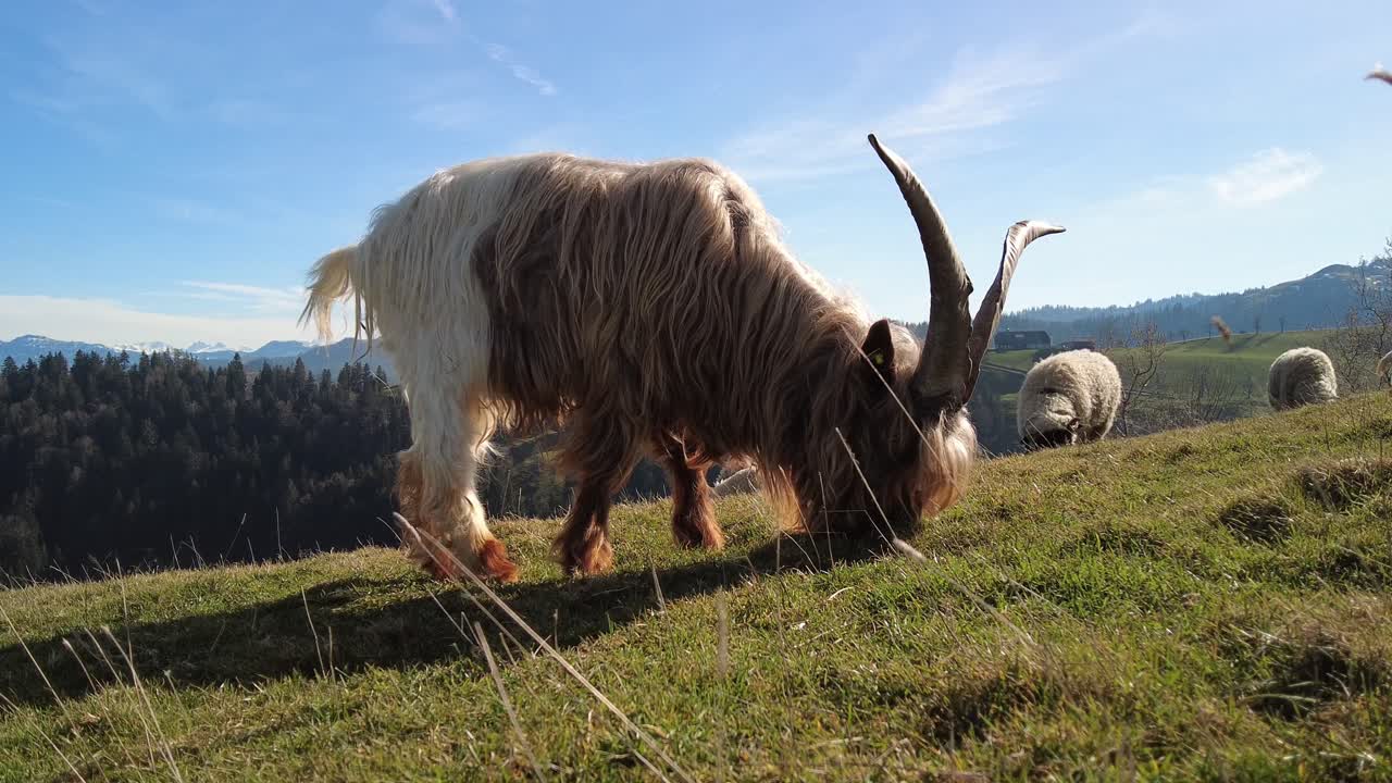 İsviçre'de bir tarlada otlayan nadir Valais Copperneck keçisi.