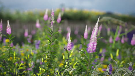 cerca de las flores silvestres púrpuras y rosas en un campo