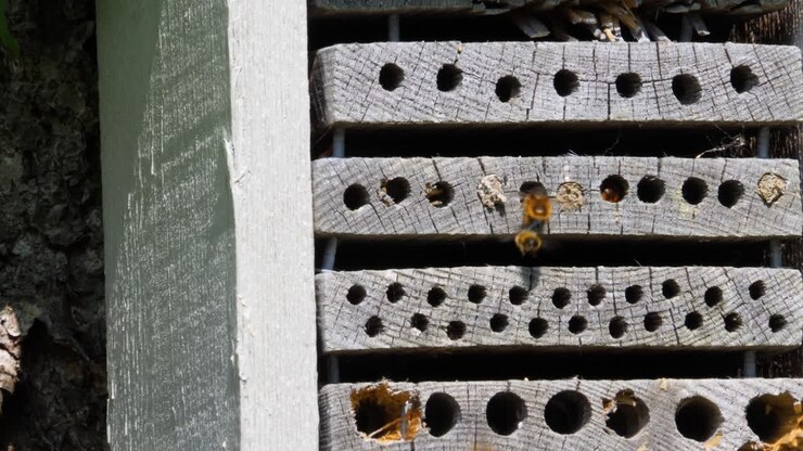 Close-up Bumblebees and Bees Buzzing Around Wooden Bee Hotel