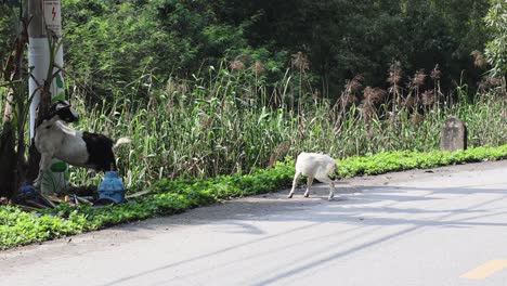 염소가 울불한 식물 근처의 도로를 가로질러 고 있습니다.