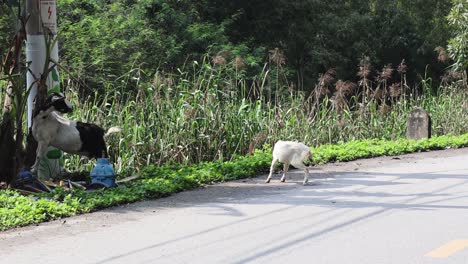 goat walking across a road near dense vegetation.