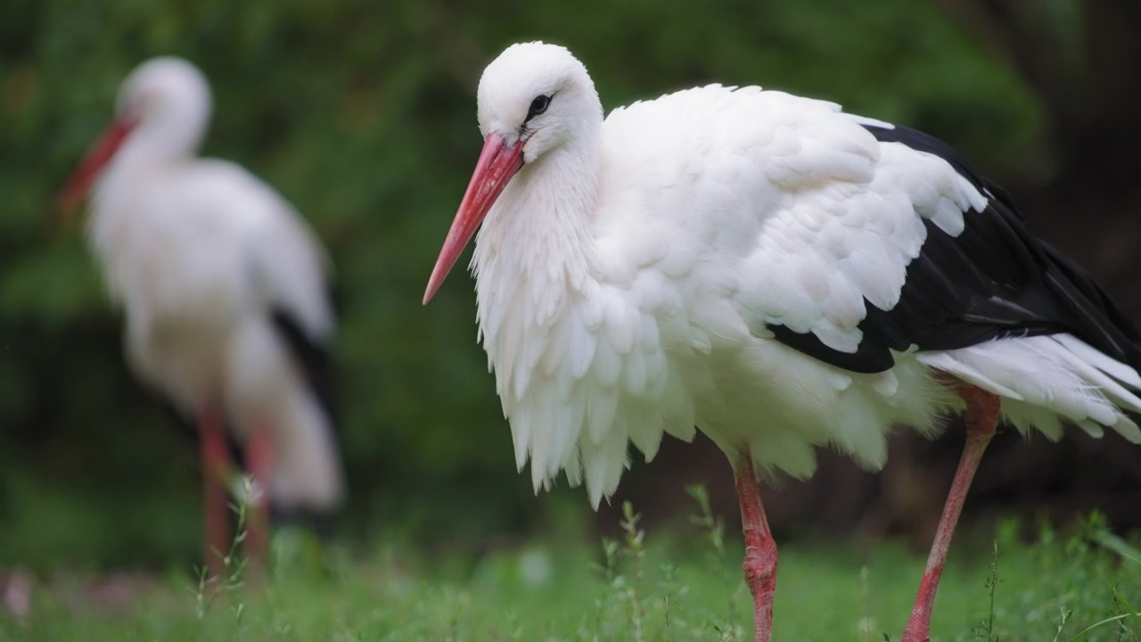 Black and white stork with red beak