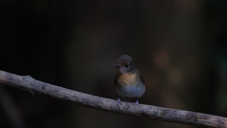 Seen-wagging-it-tail-while-on-its-perch-looking-around-and-also-flapping-its-wings-rapidly,-Indochinese-Blue-Flycatcher-Cyornis-sumatrensis,-Thailand