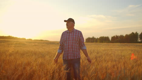 man agronomist farmer in golden wheat field at sunset. male looks at the ears of wheat rear view. farmers hand touches the ear of wheat at sunset. the agriculturist inspects a field of ripe wheat.