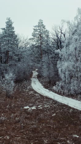 Snowy forest with road. Aerial drone view of snowy winter forest and road Vertical video