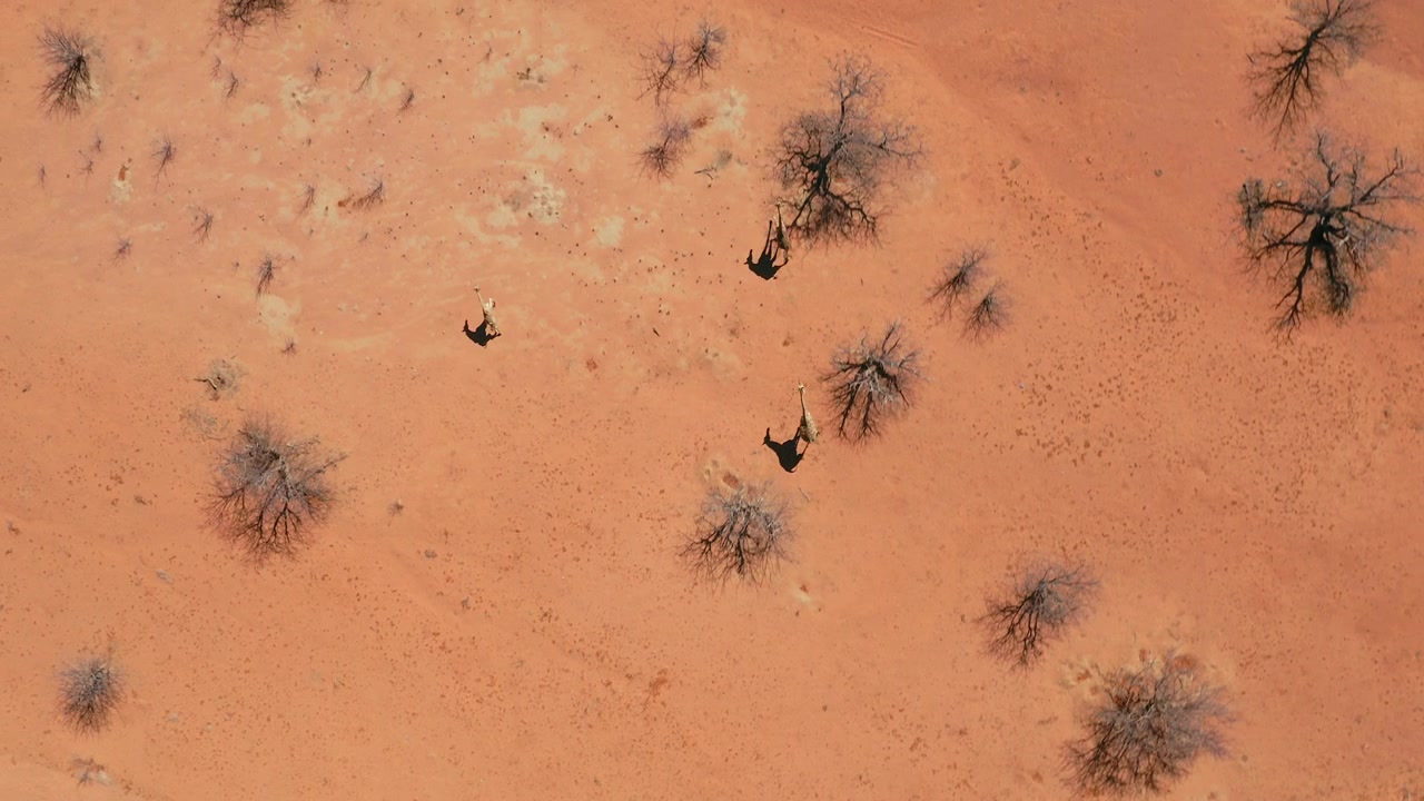 Yläpuolinen drone seuraa juoksevia kirahveja punaisen kuivan maaston poikki, Etoshan kansallispuisto. Harvoja lehdettömiä puita, aurinkoinen päivä. Namibian luonto.
