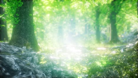 Forest of Beech Trees illuminated by Sunbeams