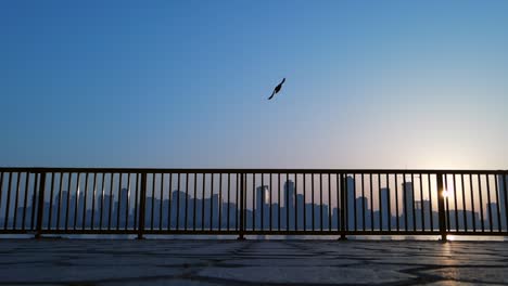 silhouette: slow motion shot of a flying pigeon, city skyline in the background in sharjah, united arab emirates