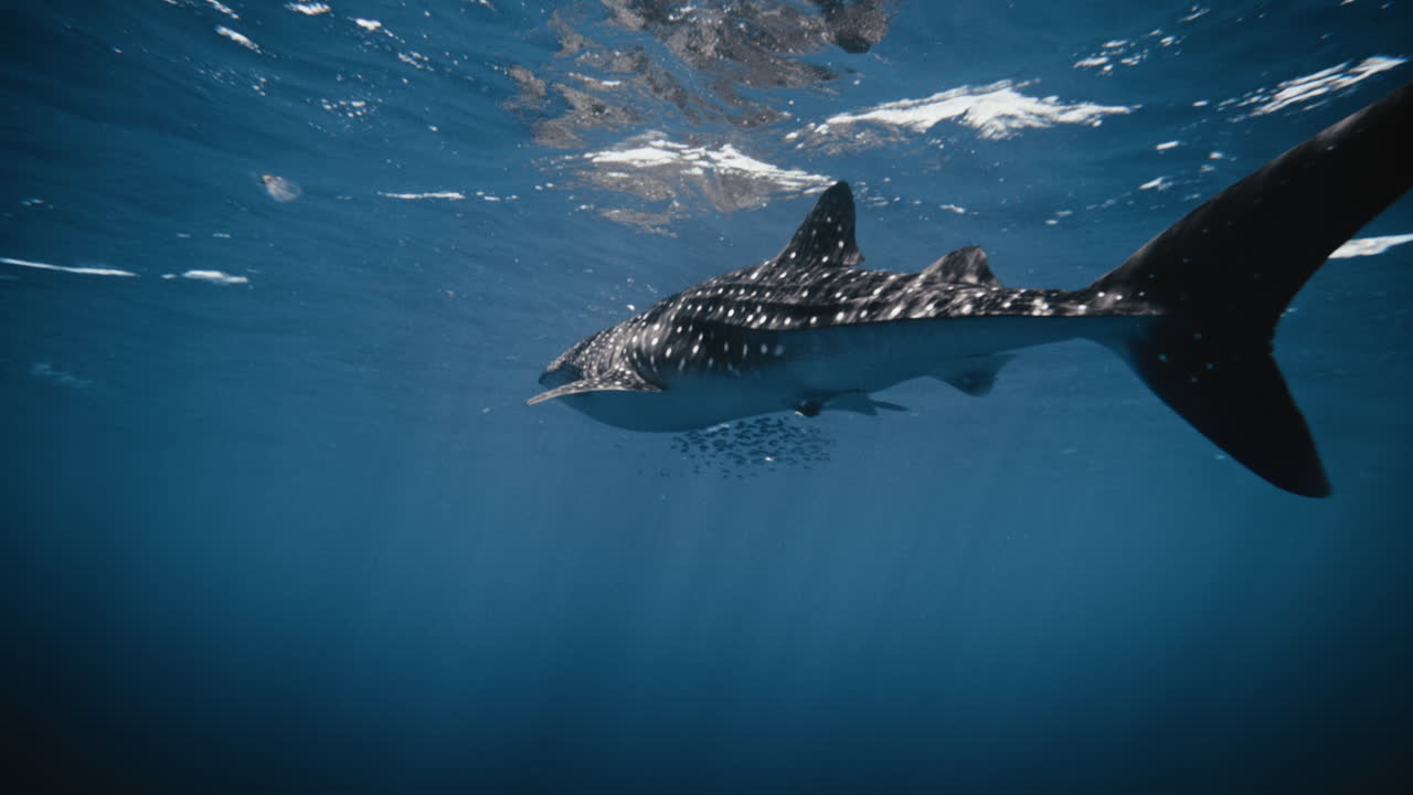 리 리 지느러미가 흔들리는 느린 속도로 헤엄치는 고래 상어의 낮은 뒤쪽 모습