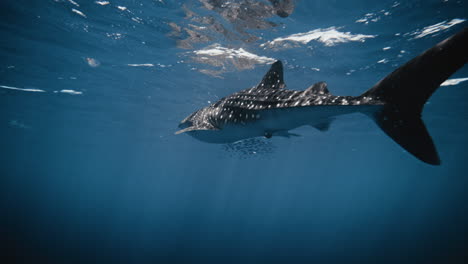 low rear view of whale shark in slow motion swimming with tail caudal fin swaying
