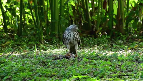 shikra feeding on another bird on the ground , this bird of prey caught a bird for breakfast and it was busy eating then it got spooked and took off