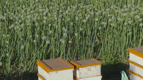 pan down a green onion field to reveal wooden beehives on a sunny day at a farm