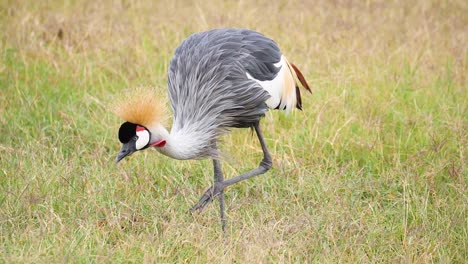 la grulla coronada se alimenta de hierba en cámara lenta