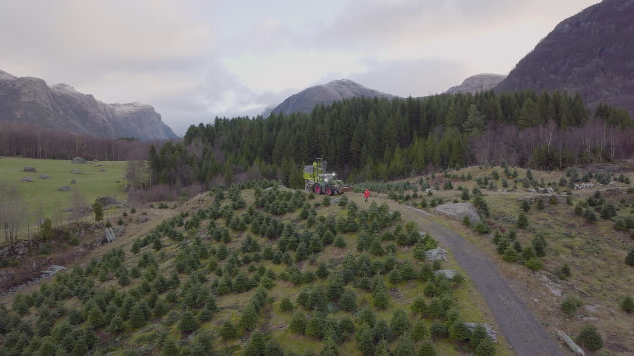 공중 드론이 크리스마스 트리 플랜테이션을 돌고 있습니다.