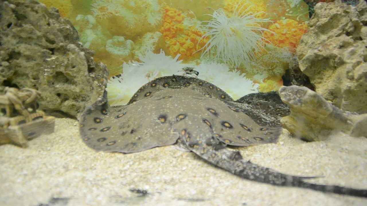 aquarium with fishes