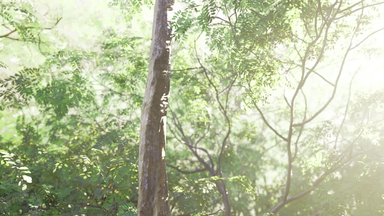 Sunlight filters through lush greenery in a serene forest setting