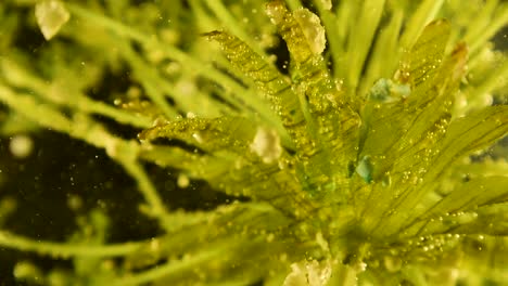 planta botánica alienígena con escombros que caen y movimiento de burbujas 60fps