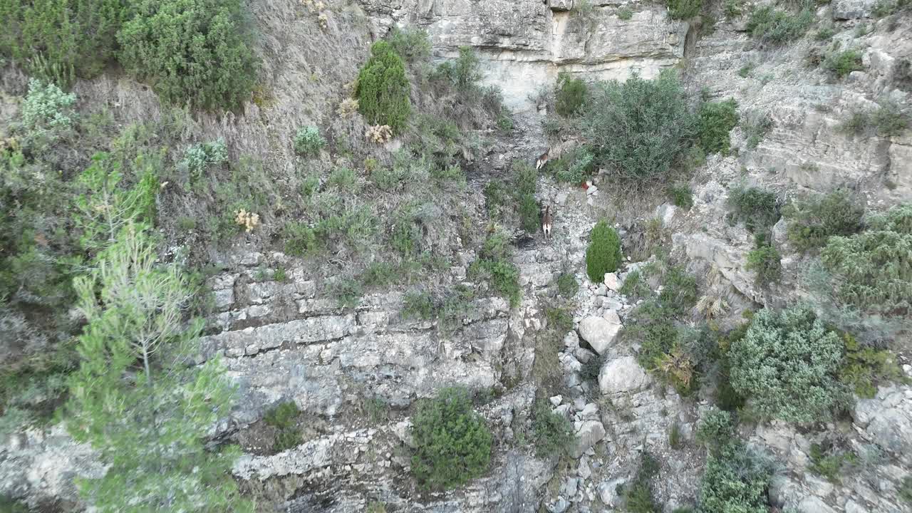 tres jóvenes íbex ibéricos corriendo a través de un paisaje montañoso en castellón, españa