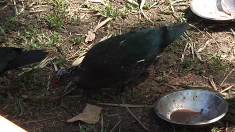 Pato-Verde-Comiendo-Del-Plato-En-La-Reserva-Natural