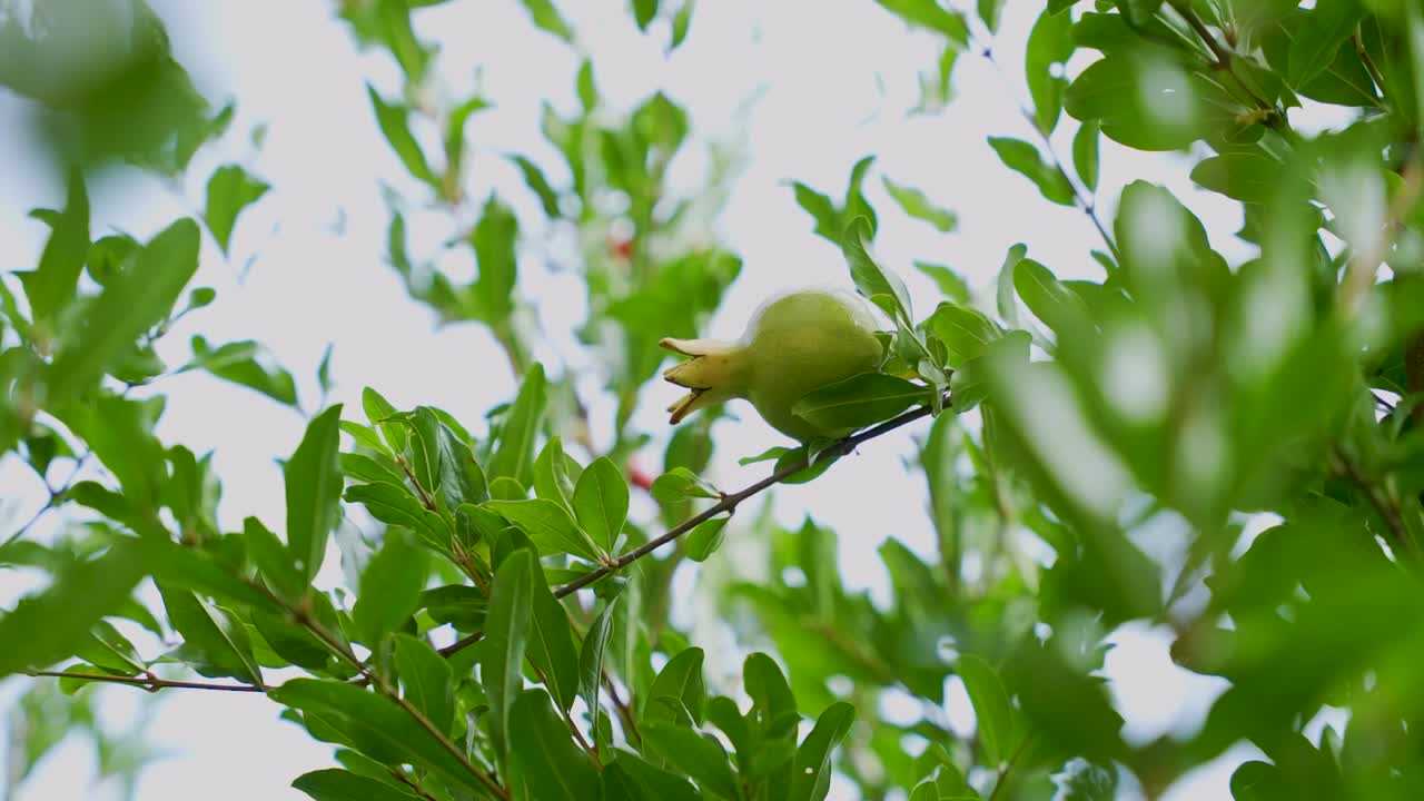 Close-up of an unripe green pomegranate hanging among lush leaves on a tree branch