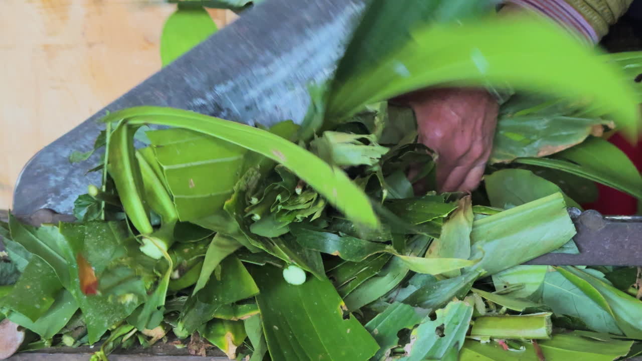 Extreme close-up of hands placing herbal plants under a massico blade for cutting in Tả Phìn, Sa Pa.