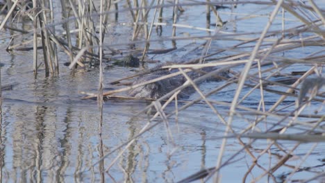 wild beaver swimming in lake and making splashes