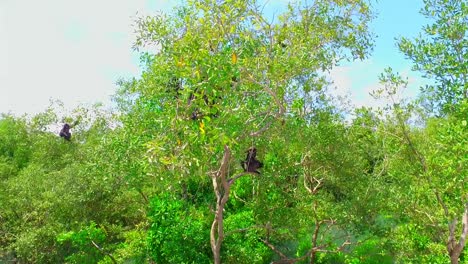 Affe---Trachypithecus-Obscurus---Brillenlangur---Langkawi