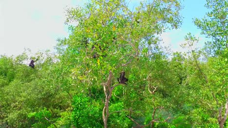 monkey -trachypithecus obscurus - spectacled langur - langkawi