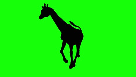 a silhouette of a giraffe running on green screen, perspective view