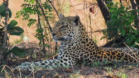 el leopardo africano vigilante descansando entre los arbustos.