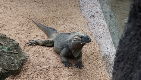 la iguana se mueve constantemente a través de un camino arenoso y rocoso