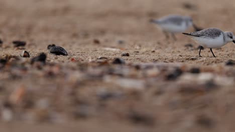 sandpiper searching for food on the beach