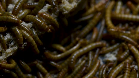 The-Mealworm-is-a-species-of-Darkling-Beetle-used-to-feed-pets-like-fish,-snakes,-birds,-and-frogs