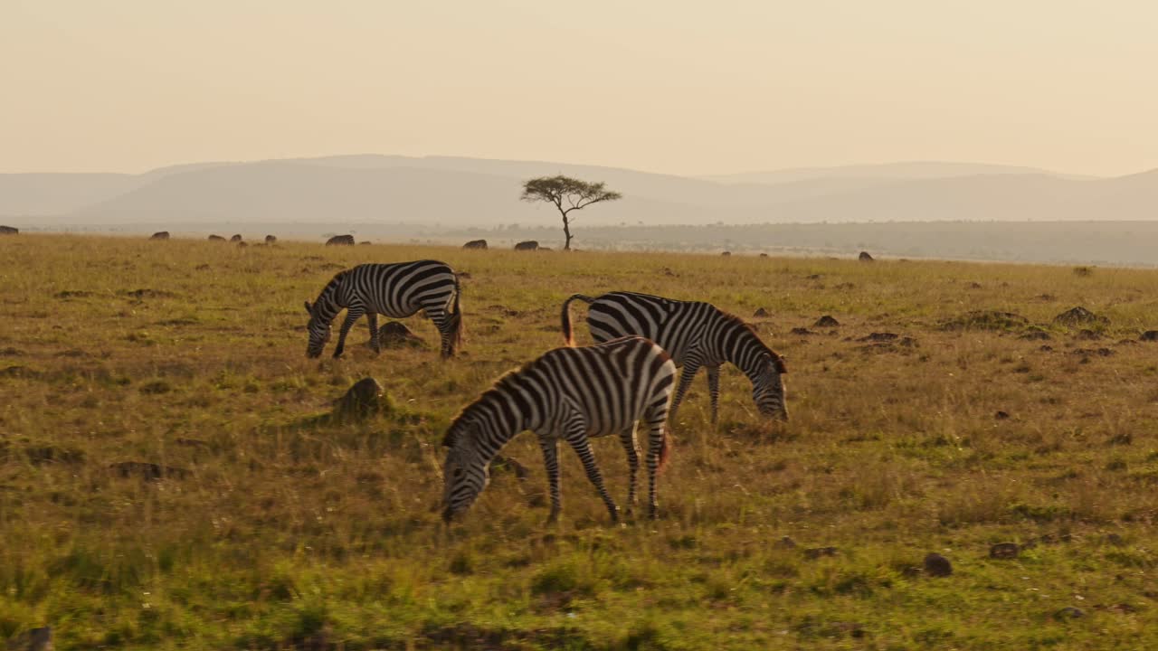 Slow Motion of African Wildlife, Zebra Herd Grazing Savanna, Animals on Africa Safari in Masai Mara in Kenya at Maasai Mara, Beautiful Golden Hour Sunset Sun Light, Steadicam Tracking Shot