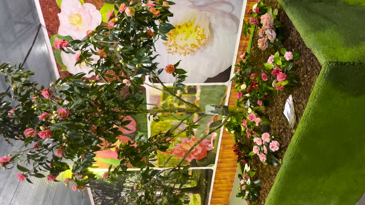 Roseplante i full blomst med rosa kronblader, stort innendørs drivhus, vertikal video.