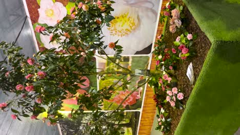 planta de flor de rosa con pétalos rosados en pleno florecimiento, gran invernadero interior, video vertical