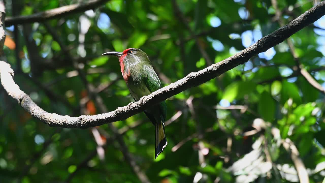 visto encaramado en una vid desde abajo moviendo su cabeza mientras la cámara se aleja, el abejaruco de barba roja nyctyornis amictus, parque nacional kaeng krachan, tailandia