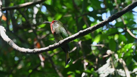 Visto-Encaramado-En-Una-Vid-Desde-Abajo-Moviendo-Su-Cabeza-Mientras-La-Cámara-Se-Aleja,-El-Abejaruco-De-Barba-Roja-Nyctyornis-Amictus,-Parque-Nacional-Kaeng-Krachan,-Tailandia